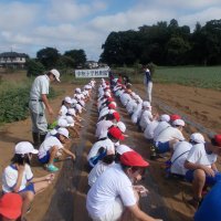 3年生　大根の種まきをしました！