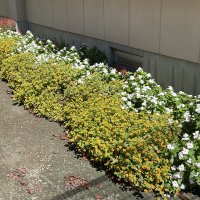 牛久ー中の花壇は、ー年中いろいろな種類の花が咲いています。